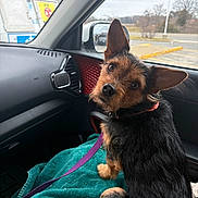 Bentley is registered to the contest to win money with this photo: animal, black, blanket, brown, car_interior, collar, curious, dog, ear, fur, indoors, leash, looking_back, pet, road_trip, seat, seatbelt, side_mirror, small_dog, window