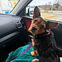 animal, black, blanket, brown, car_interior, collar, curious, dog, ear, fur, indoors, leash, looking_back, pet, road_trip, seat, seatbelt, side_mirror, small_dog, window