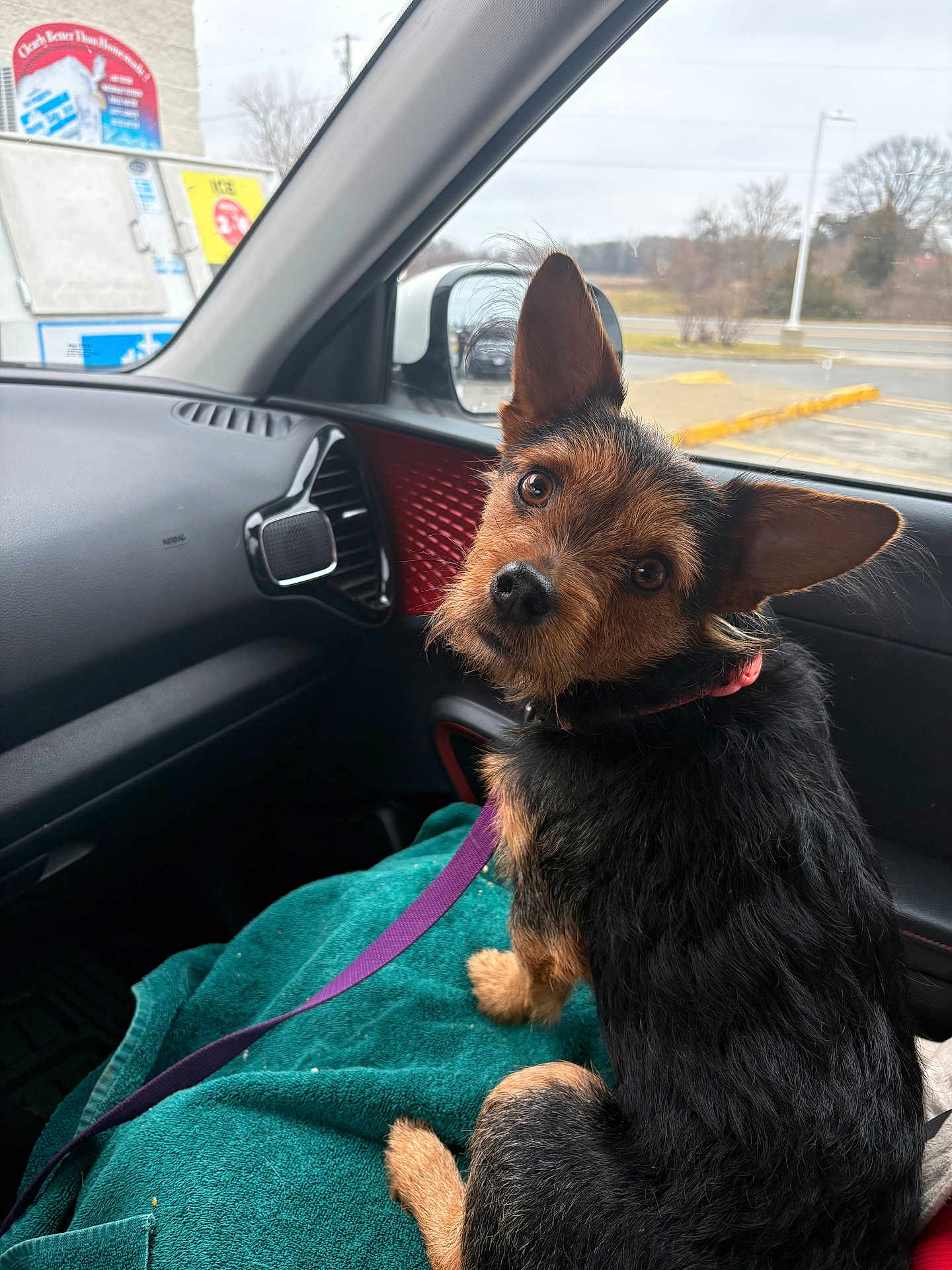 Bentley is registered to the contest to win money with this photo: animal, black, blanket, brown, car_interior, collar, curious, dog, ear, fur, indoors, leash, looking_back, pet, road_trip, seat, seatbelt, side_mirror, small_dog, window