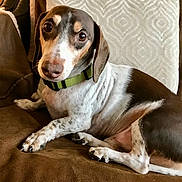 Jack joined the competition — help win amazing prizes! dog, dachshund, pet, brown, white, collar, couch, indoor, relaxed, fur, animal, portrait, looking, paw, snout, ears, closeup, cozy, domestic, cute
