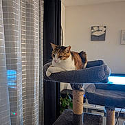 Venus a rejoint le concours — aidez-le/la à gagner de superbes lots ! cat, cat_tree, indoor, pet, furniture, curtains, living_room, plant, television, decor, window, relaxed, orange_and_white_cat, cozy, resting, soft_light, home, posture, contemplative, quiet