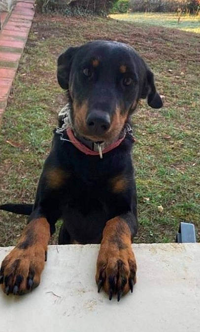 Sallie a rejoint le concours — aidez-le/la à gagner de superbes lots ! austrian_black_and_tan_hound, carnivore, collar, companion_dog, dog, dog_breed, dog_collar, guard_dog, hound, hunting_dog, plant, rottweiler, snout, sporting_group, terrestrial_animal, working_animal, working_dog