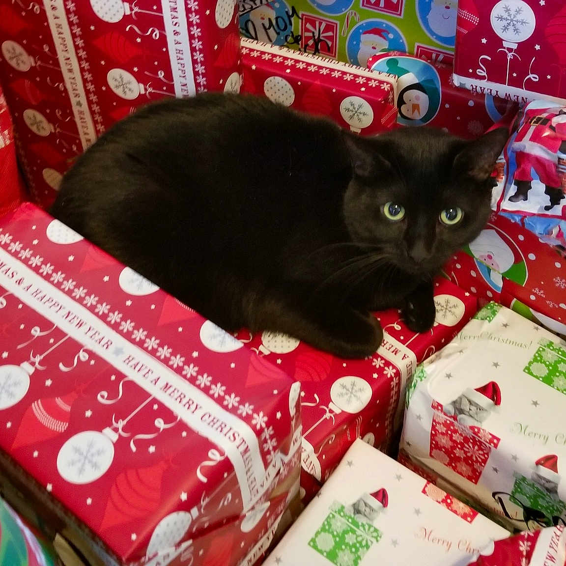 Pounce joined the competition — help win amazing prizes! cat, cat_like_mammal, christmas, holiday, kitten, pink, play, small_to_medium_sized_cats, textile, whiskers