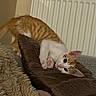 blanket, cat, cozy, cushion, cute, ears, face, feline, fur, home_interior, indoor, kitten, lying_down, orange_and_white, paw, pet, playful, radiator, resting, soft_texture