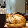 Berny a rejoint le concours — aidez-le/la à gagner de superbes lots ! animal, cat, container, cozy, curled_up, cute, domestic, feline, fur, indoor, kitten, markers, nap, orange_and_white_cat, pet, relaxed, sleeping, stationery, whiskers, wooden_table