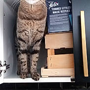 Cléo a rejoint le concours — aidez-le/la à gagner de superbes lots ! abyssinian, animal, bookcase, box, cabinet, cat, closet, crate, cupboard, drawer, furniture, hardwood, indoors, kitten, manx, pet, plywood, shelf, sink, wood