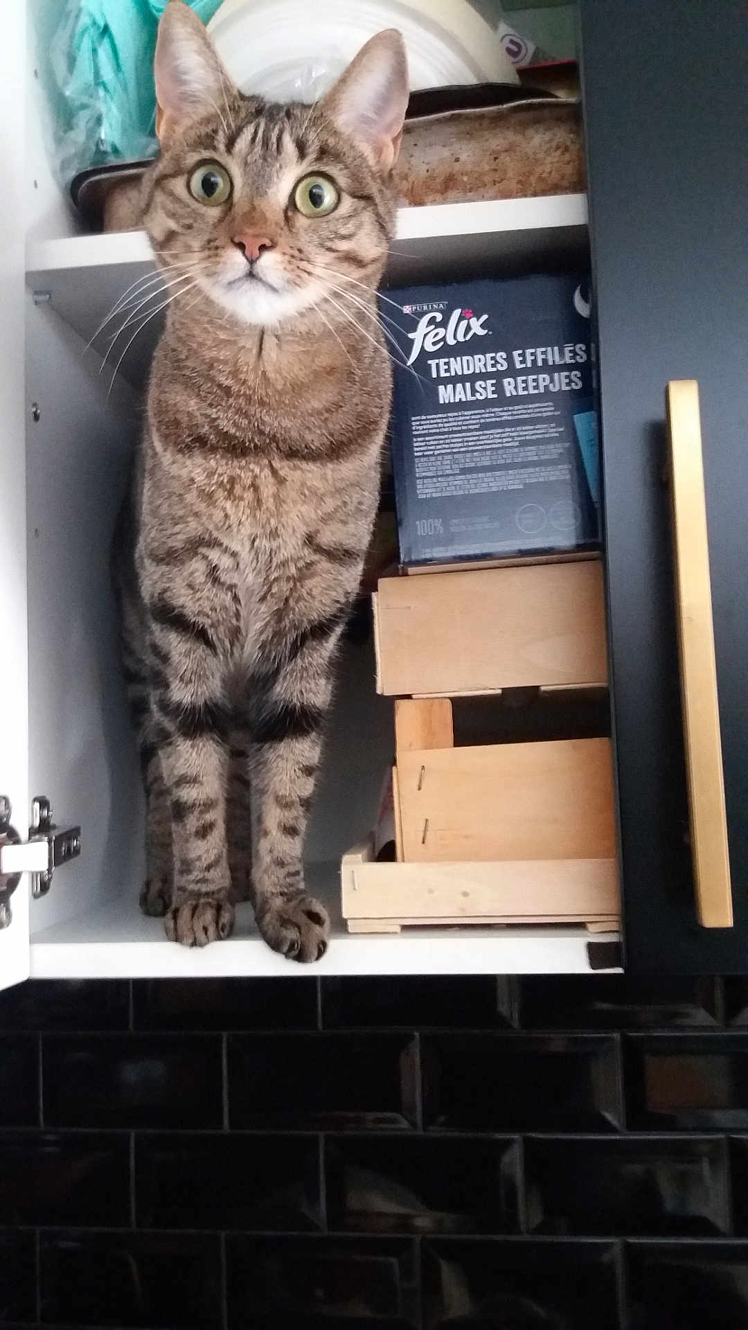 Cléo a rejoint le concours — aidez-le/la à gagner de superbes lots ! abyssinian, animal, bookcase, box, cabinet, cat, closet, crate, cupboard, drawer, furniture, hardwood, indoors, kitten, manx, pet, plywood, shelf, sink, wood