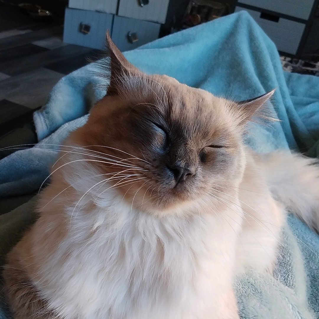 Ralph joined the competition — help win amazing prizes! animal, blue_blanket, cat, closeup, cozy, cute, domestic, drawer, fluffy, fur, furniture, home, indoor, paws, pet, relaxed, resting, sleeping, soft_lighting, whiskers