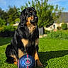 dog, black_and_tan_dog, large_dog, sitting, soccer_ball, football, paris_saint_germain, outdoor, garden, lawn, grass, sunlight, blue_sky, trees, residential_area, portrait, pet_photography, animal, sports, alert
