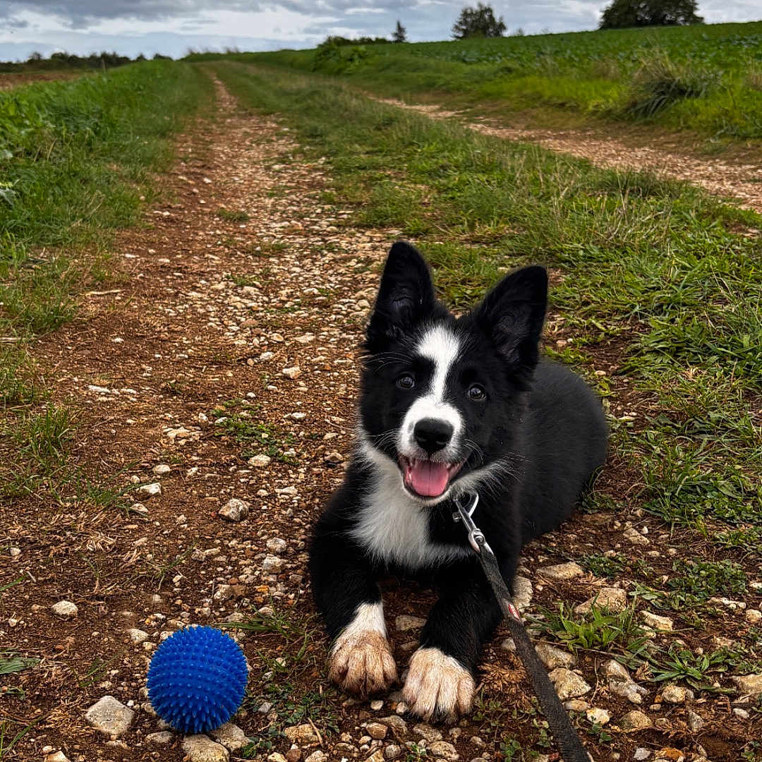 Bonita participe au concours pour gagner de l'argent avec cette photo : animal, black_and_white, blue_ball, cloudy_sky, cute, dirt_path, dog, field, grass, happy, landscape, leash, nature, outdoor, pet, playing, puppy, rocks, tongue_out, young