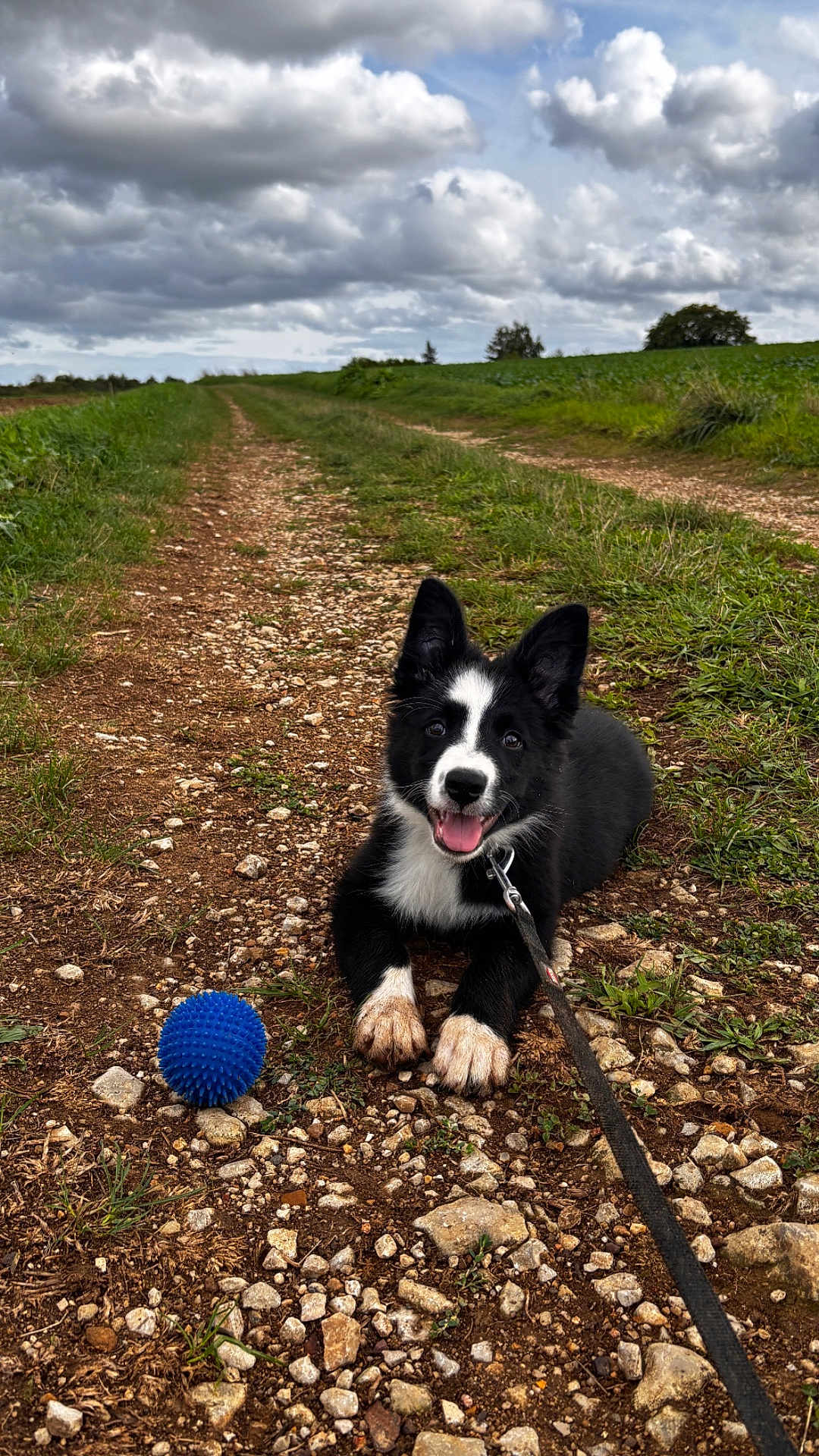 Bonita participe au concours pour gagner de l'argent avec cette photo : puppy, dog, black_and_white, playing, blue_ball, leash, dirt_path, rocks, grass, outdoor, cloudy_sky, nature, happy, tongue_out, animal, pet, cute, young, field, landscape