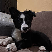 Bonita a rejoint le concours — aidez-le/la à gagner de superbes lots ! puppy, dog, black_and_white, indoor, couch, pet, animal, young, fur, ears, snout, paw, laying_down, curious, home, cozy, microwave, kitchen, brown, soft