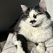Miaous a rejoint le concours — aidez-le/la à gagner de superbes lots ! animal, black_and_white, cat, close_up, cute, domestic_cat, feline, fluffy, fur, green_eyes, indoor, mammal, patterned_surface, pet, portrait, relaxed, resting, soft, sunlight, whiskers