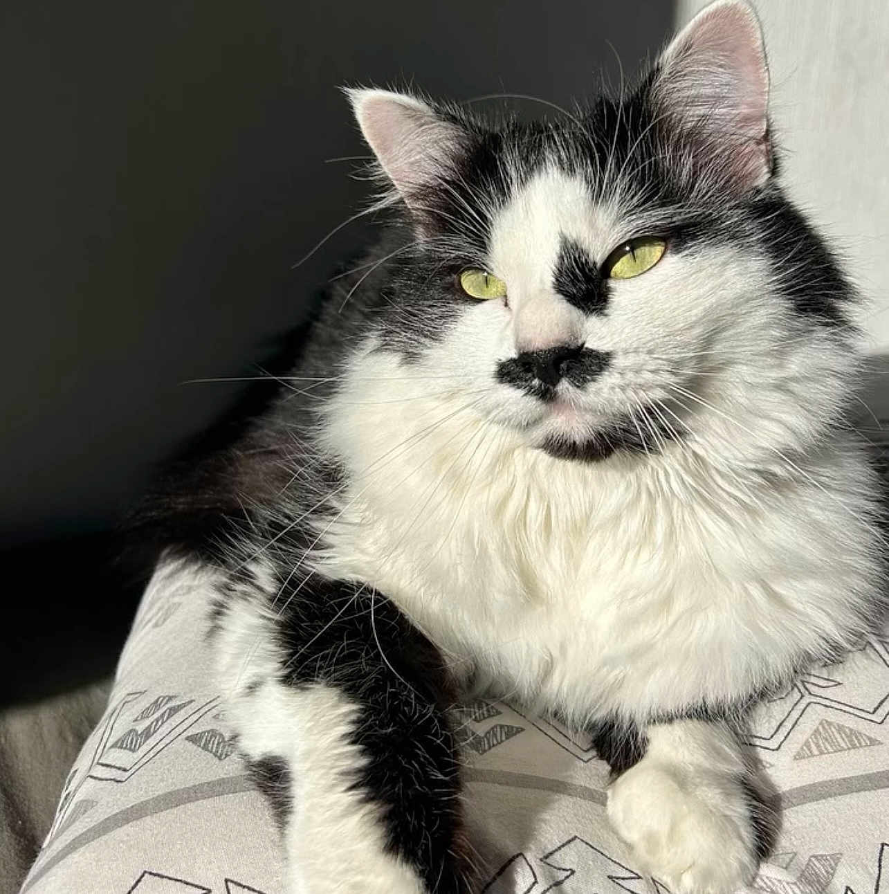 Miaous