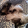 dog, fluffy, sleeping, quilt, blanket, pattern, cozy, pet, fur, resting, indoor, cute, small_dog, animal, relaxing, bed, comfort, home, snuggled, nap