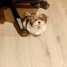 puppy, dog, small_dog, fluffy, brown_and_white, floor, wooden_floor, office_chair, chair_wheel, pet, indoor, cute, looking_up, young_dog, domestic_animal, animal, companion, curious, home, furniture