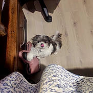 Toby joined the competition — help win amazing prizes! dog, puppy, indoor, floor, wooden_floor, fur, tongue, bag, pink_bag, furniture, wooden_furniture, playful, small_dog, pet, looking_up, cute, fluffy, patterned_skirt, human_clothing, shadow