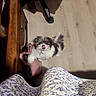dog, puppy, indoor, floor, wooden_floor, fur, tongue, bag, pink_bag, furniture, wooden_furniture, playful, small_dog, pet, looking_up, cute, fluffy, patterned_skirt, human_clothing, shadow