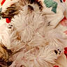 dog, fluffy, lying_down, paws, blanket, pattern, red, green, white, fur, sleepy, cozy, pet, animal, relaxed, indoors, cute, soft, resting, companion