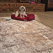 Toby joined the competition — help win amazing prizes! animal, brick_wall, carpet, comfort, cozy, dog, domestic, furry, home, indoor, living_room, mirror, pet_bed, quiet, red_checkered, reflection, resting, small_dog, toy, wooden_floor