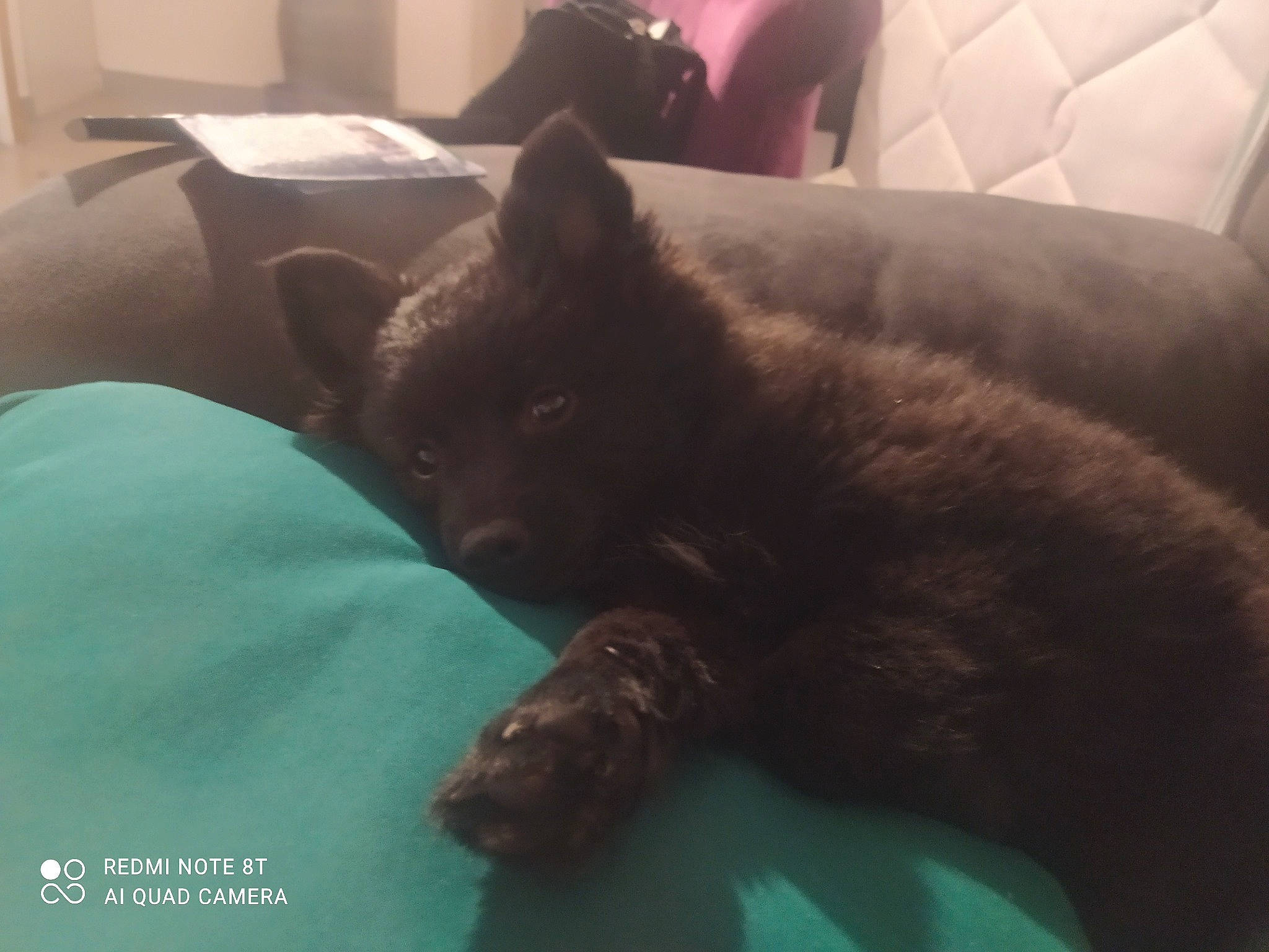 Dixy participe au concours pour gagner de l'argent avec cette photo : black_cat, carnivore, cat, comfort, companion_dog, couch, dog_breed, domestic_short_haired_cat, fawn, felidae, flooring, fur, nap, room, russian_blue, small_to_medium_sized_cats, snout, tail, terrestrial_animal, whiskers