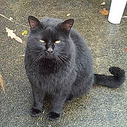 Berlioz participe au concours pour gagner de l'argent avec cette photo : asian_semi_longhair, black_cat, british_semi_longhair, carnivore, cat, chartreux, cymric, domestic_long_haired_cat, domestic_short_haired_cat, felidae, fur, korat, mammal, nebelung, persian, russian_blue, small_to_medium_sized_cats, tail, vertebrate, whiskers