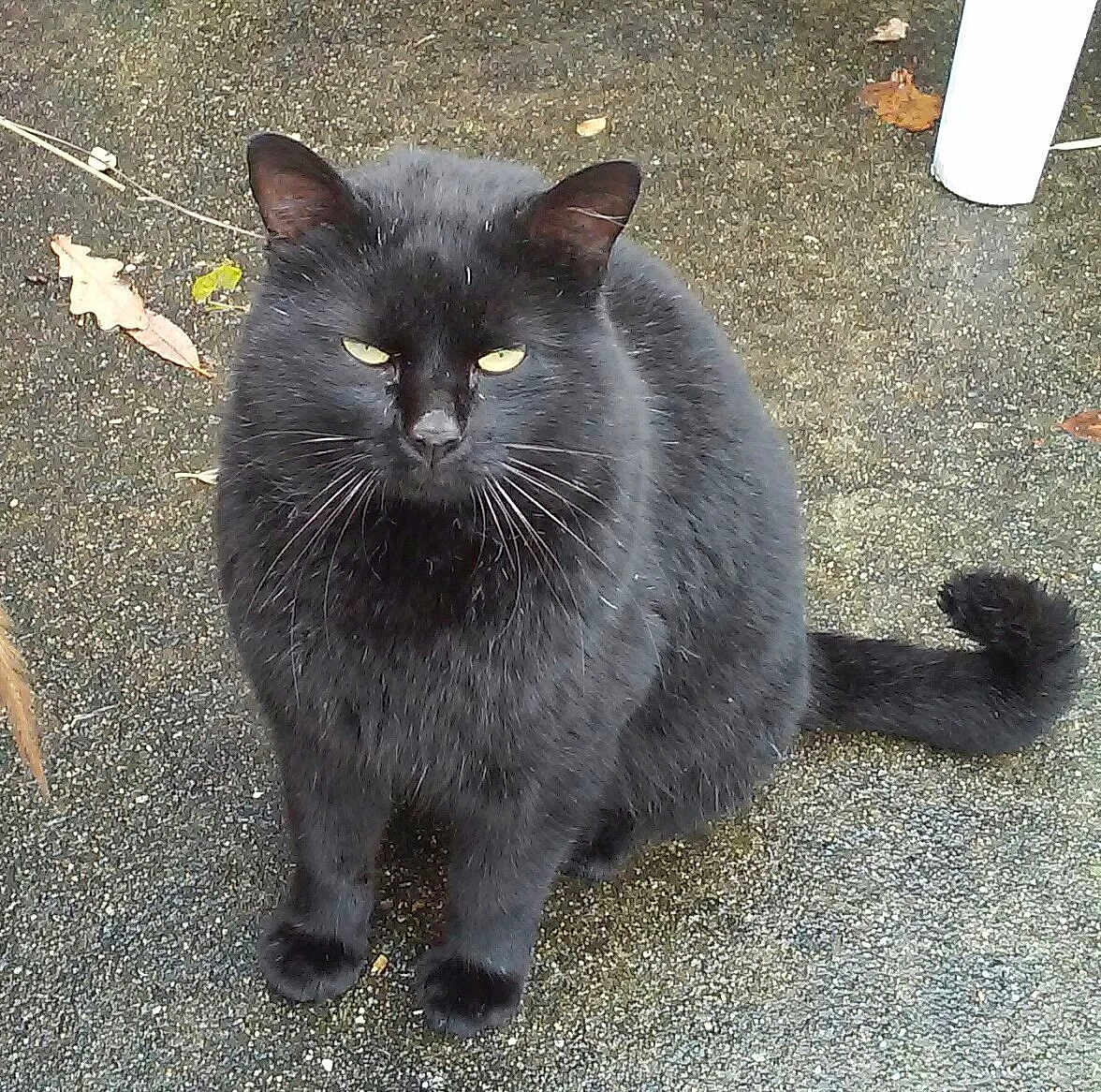 Berlioz participe au concours pour gagner de l'argent avec cette photo : asian_semi_longhair, black_cat, british_semi_longhair, carnivore, cat, chartreux, cymric, domestic_long_haired_cat, domestic_short_haired_cat, felidae, fur, korat, mammal, nebelung, persian, russian_blue, small_to_medium_sized_cats, tail, vertebrate, whiskers