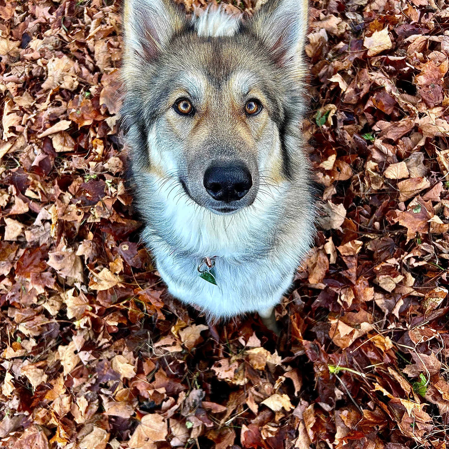 Roca joined the competition — help win amazing prizes! animal, ball, canine, coyote, dog, eskimodog, fox, germanshepherd, husky, leaf, outdoors, pet, plant, puppy, redwolf, slate, snout, soil, whitedog, wolf