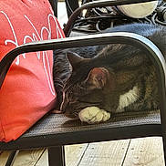 Ramsey joined the competition — help win amazing prizes! animal, cat, chair, cozy, cute, domestic, feline, fur, indoor, metal_frame, paw, pet, red_pillow, relaxation, resting, sleeping, tabby, whiskers, white_paw, wood_floor