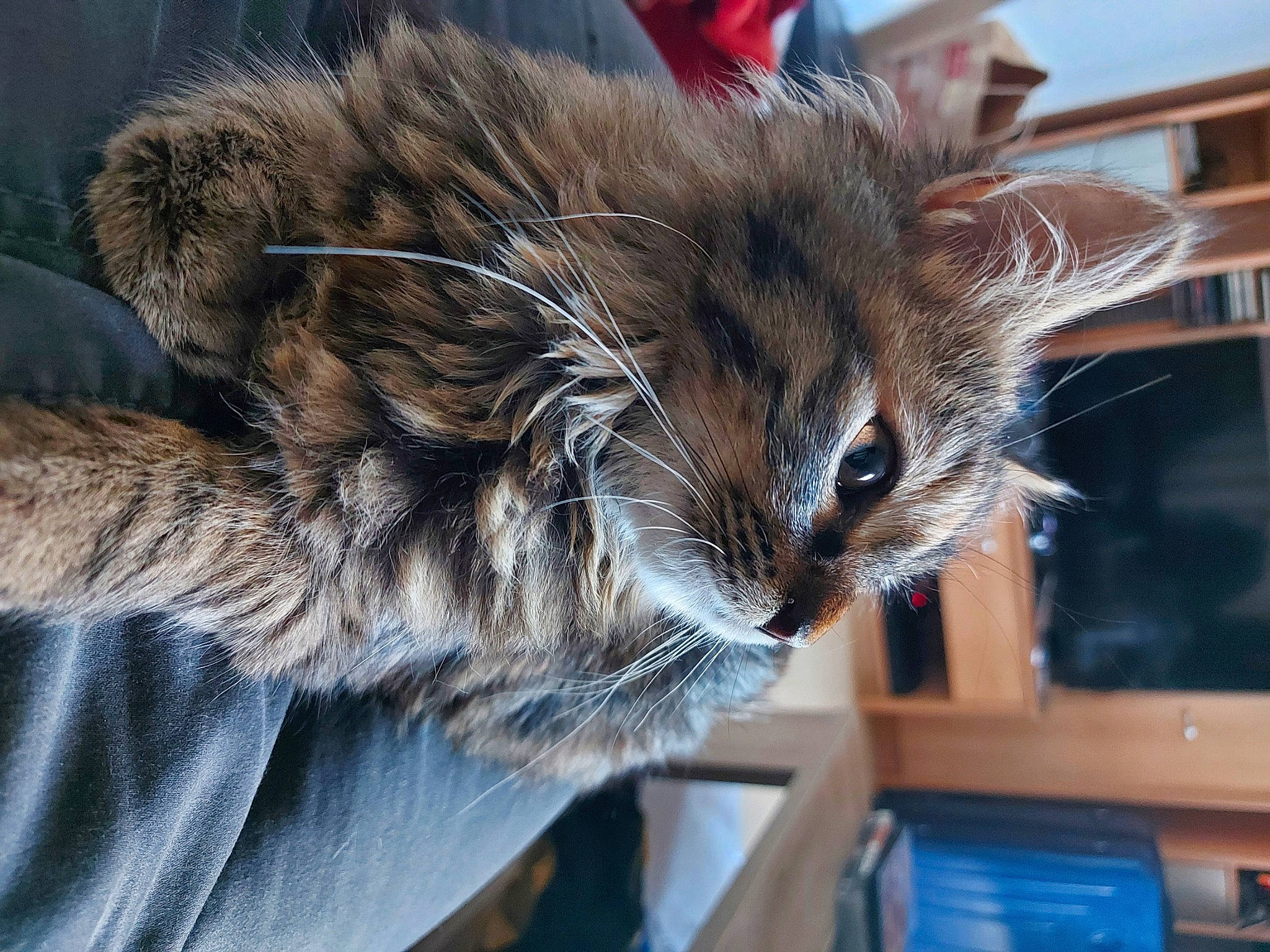 Moon a rejoint le concours — aidez-le/la à gagner de superbes lots ! british_longhair, carnivore, cat, claw, comfort, domestic_short_haired_cat, fawn, felidae, fur, paw, small_to_medium_sized_cats, snout, tail, terrestrial_animal, whiskers, wildlife, window, wood