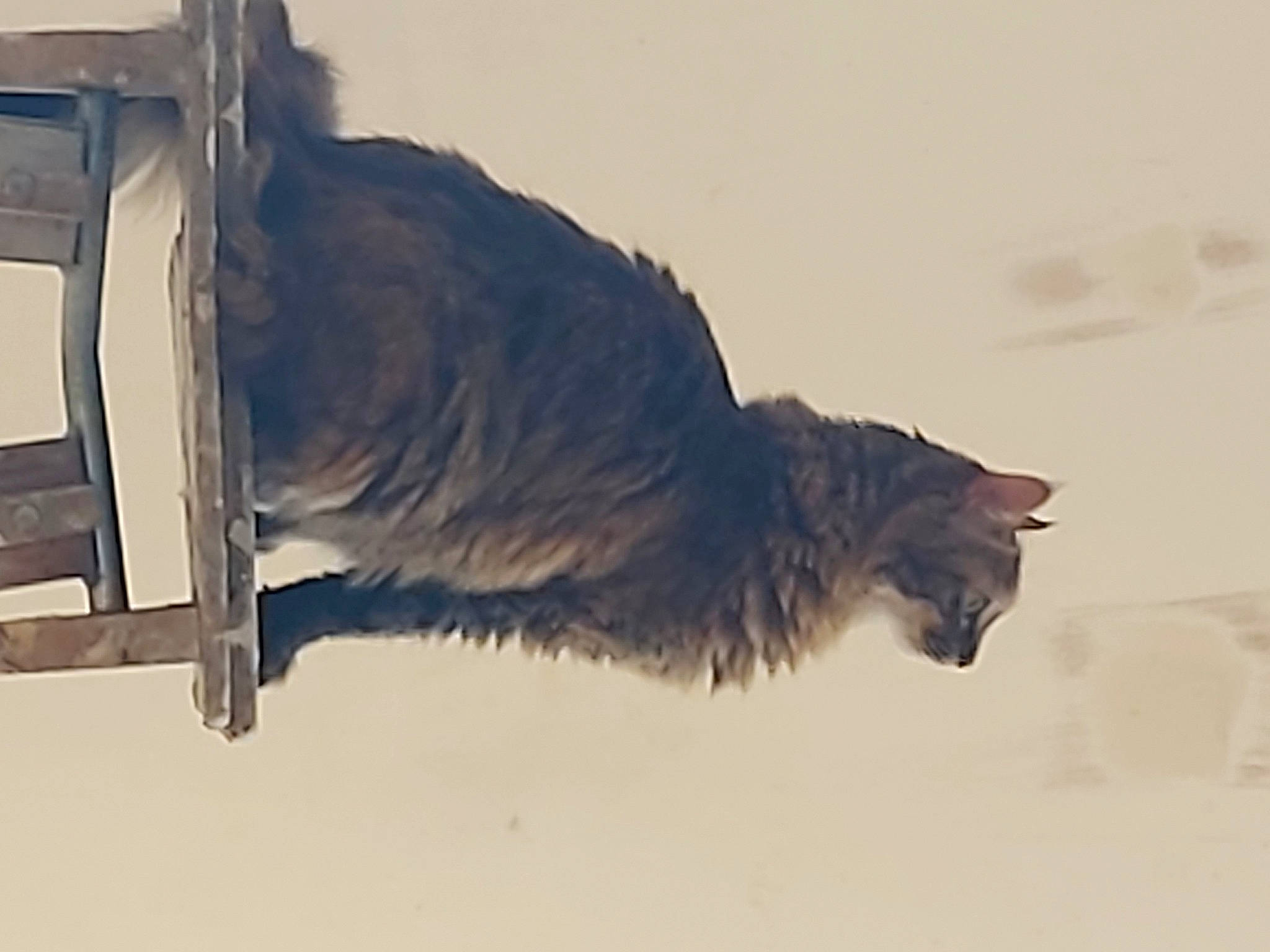 Moon participe au concours pour gagner de l'argent avec cette photo : art, automotive_tire, bumper, carnivore, cat, domestic_short_haired_cat, feather, felidae, fur, mountain, sky, small_to_medium_sized_cats, street_light, tail, tints_and_shades, tree, whiskers, wing, winter, wood