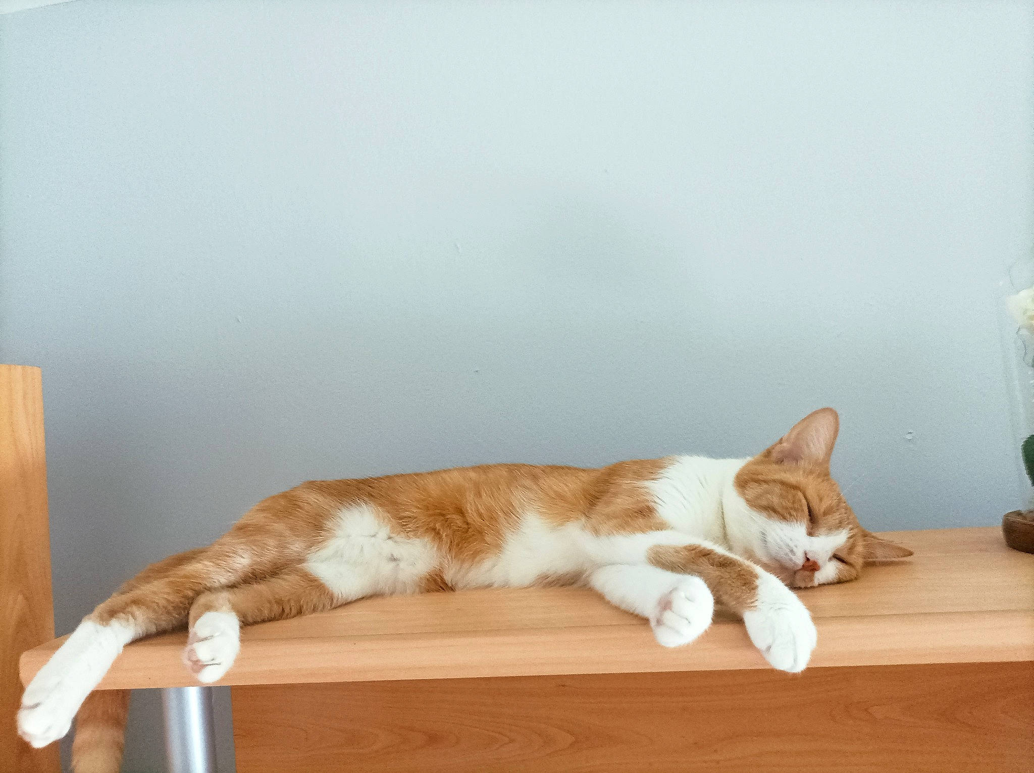 Angele participe au concours pour gagner de l'argent avec cette photo : carnivore, cat, comfort, companion_dog, domestic_short_haired_cat, drinkware, fawn, felidae, flooring, flowerpot, fur, hardwood, houseplant, paw, room, small_to_medium_sized_cats, tail, whiskers, wine_glass, wood