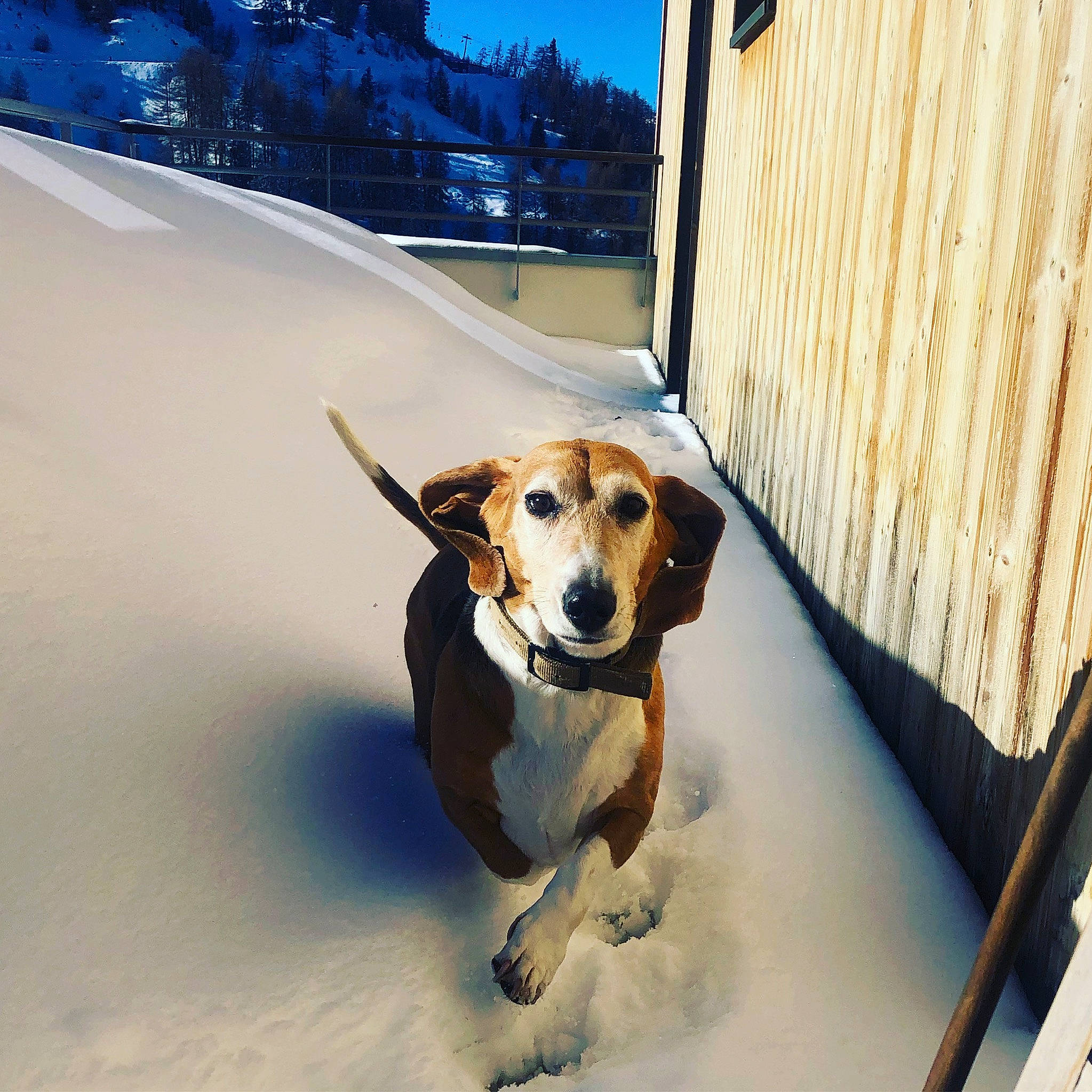 Griotte a rejoint le concours — aidez-le/la à gagner de superbes lots ! carnivore, collar, companion_dog, dog, dog_breed, dog_collar, eyewear, fawn, leash, pet_supply, scent_hound, sky, snout, sporting_group, toy, vehicle, whiskers, window, wood, working_animal