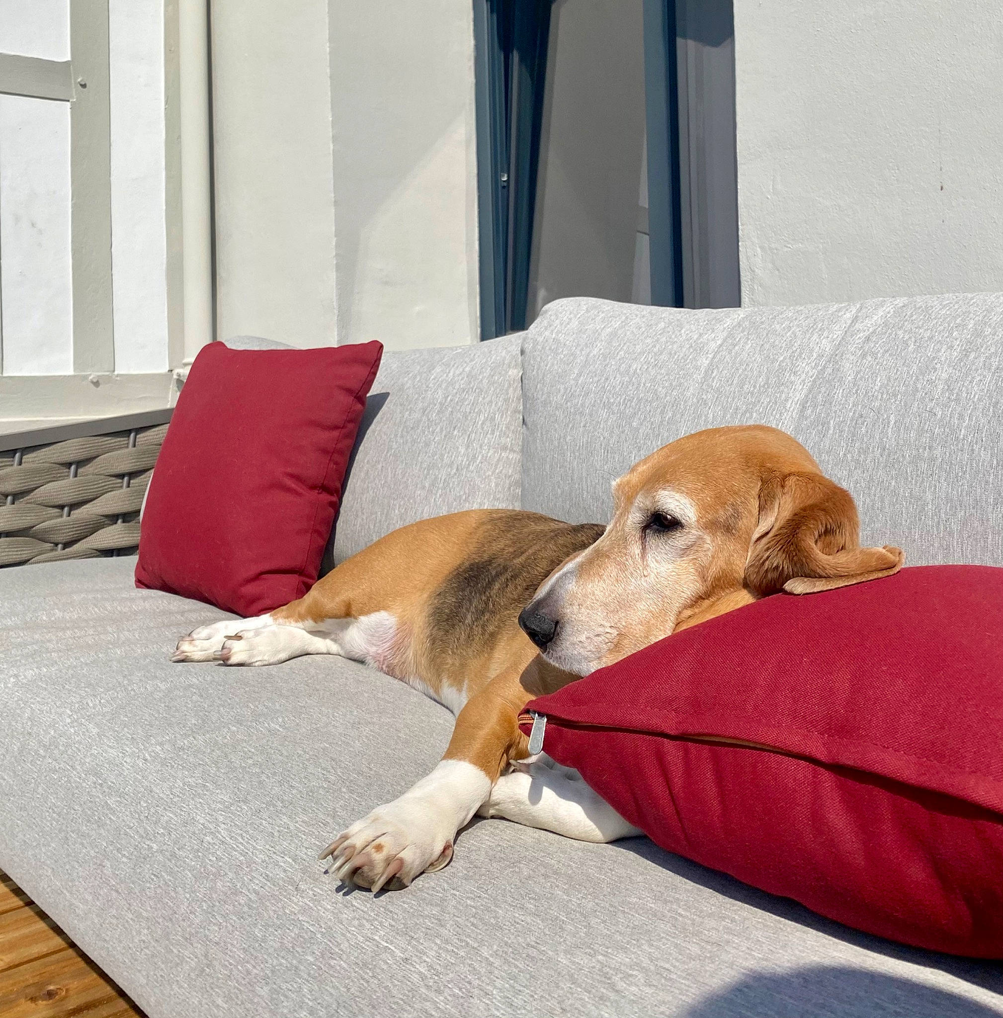 Griotte a rejoint le concours — aidez-le/la à gagner de superbes lots ! canidae, carnivore, comfort, companion_dog, couch, dog, dog_breed, dog_supply, fawn, floor, flooring, hardwood, linens, nap, pet_supply, rectangle, room, sporting_group, window, wood