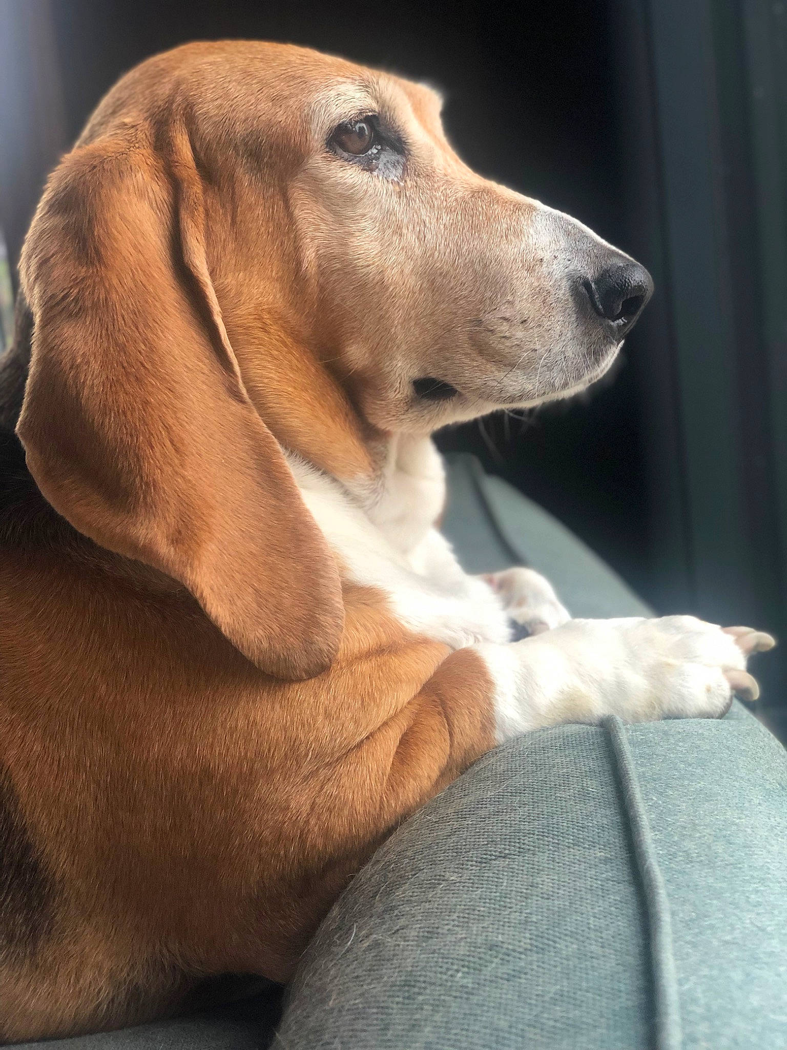 Griotte a rejoint le concours — aidez-le/la à gagner de superbes lots ! canidae, carnivore, comfort, companion_dog, dog, dog_breed, ear, fawn, fur, hound, hunting_dog, liver, snout, sporting_group, whiskers, working_animal