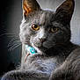 cat, gray_cat, close_up, portrait, amber_eyes, whiskers, collar, pet, feline, animal, indoor, relaxed, fur, looking_at_camera, cute, domestic_cat, soft_light, resting, muzzle, ears