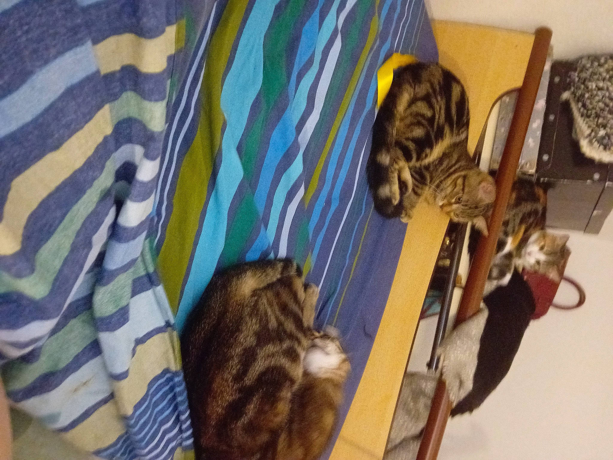 Daisy participe au concours pour gagner de l'argent avec cette photo : blanket, carnivore, cat, comfort, domestic_short_haired_cat, felidae, fur, linens, pattern, room, small_to_medium_sized_cats, tail, whiskers, wood