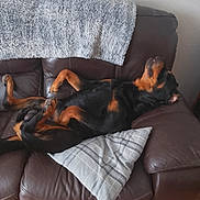 Reggie is registered to the contest to win money with this photo: dog, couch, pillow, blanket, leather, relaxed, indoor, brown, black, tan, pet, lying_down, comfortable, furniture, floor, playful, canine, resting, home, cozy