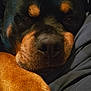 Reggie joined the competition — help win amazing prizes! dog, rottweiler, close_up, paw, resting, sleepy, pet, animal, fur, black, brown, indoor, canine, face, nose, portrait, companion, mammal, domestic, cute