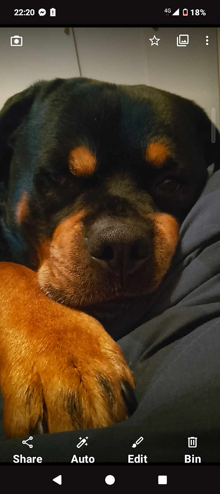 Reggie joined the competition — help win amazing prizes! dog, rottweiler, close_up, paw, resting, sleepy, pet, animal, fur, black, brown, indoor, canine, face, nose, portrait, companion, mammal, domestic, cute