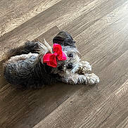 Tiny is registered to the contest to win money with this photo: dog, bow, red_bow, pet, cute, small_dog, fur, wooden_floor, looking_up, animal, indoor, flooring, adorable, companion, domestic_animal, mammal, cute_pet, playful, resting, curious