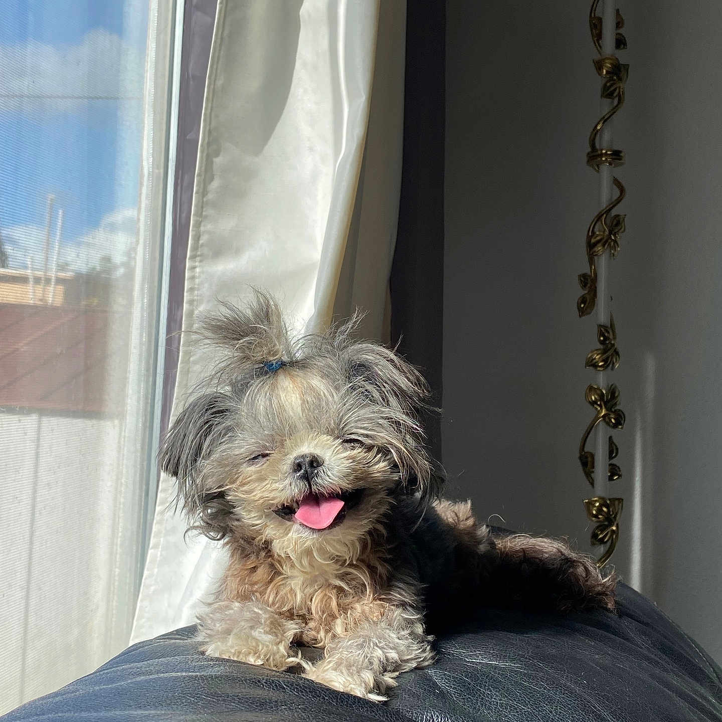 Tiny joined the competition — help win amazing prizes! animal, companion, couch, curtain, cute, dog, domestic, fluffy, furry, hair_tie, happy, indoor, leather, pet, relaxed, small_dog, smiling, sunlight, tongue_out, window