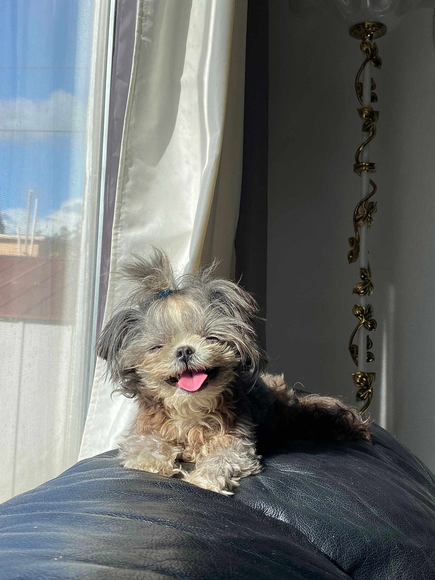 Tiny joined the competition — help win amazing prizes! dog, small_dog, fluffy, tongue_out, happy, sunlight, indoor, couch, leather, curtain, window, pet, animal, smiling, hair_tie, relaxed, furry, cute, domestic, companion
