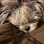 Tiny is registered to the contest to win money with this photo: dog, puppy, sleeping, brown_blanket, fur, small_dog, cute, resting, pet, animal, closeup, face, nose, whiskers, hair_tie, cozy, indoor, quiet, relaxed, adorable