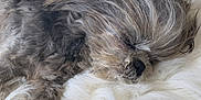 Tiny is registered to the contest to win money with this photo: dog, sleeping, fluffy, gray, fur, blanket, cozy, indoor, sunlight, resting, pet, cute, comfortable, home, relaxing, furniture, soft, closeup, animal, nap