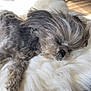 dog, sleeping, fluffy, gray, fur, blanket, cozy, indoor, sunlight, resting, pet, cute, comfortable, home, relaxing, furniture, soft, closeup, animal, nap