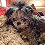 Tiny is registered to the contest to win money with this photo: dog, fluffy, topknot, blanket, cozy, indoor, bedroom, curtains, soft_texture, small_dog, fur, pet, cute, relaxed, natural_light, comfort, brown, gray, resting, domestic_animal