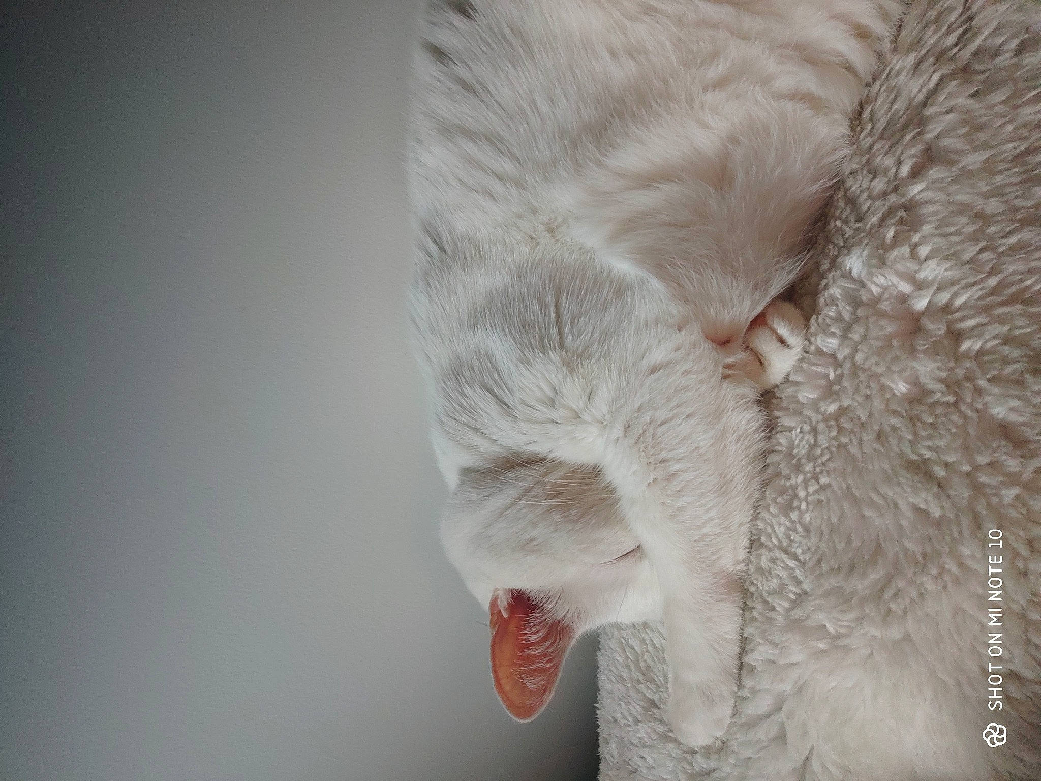 Blanchette