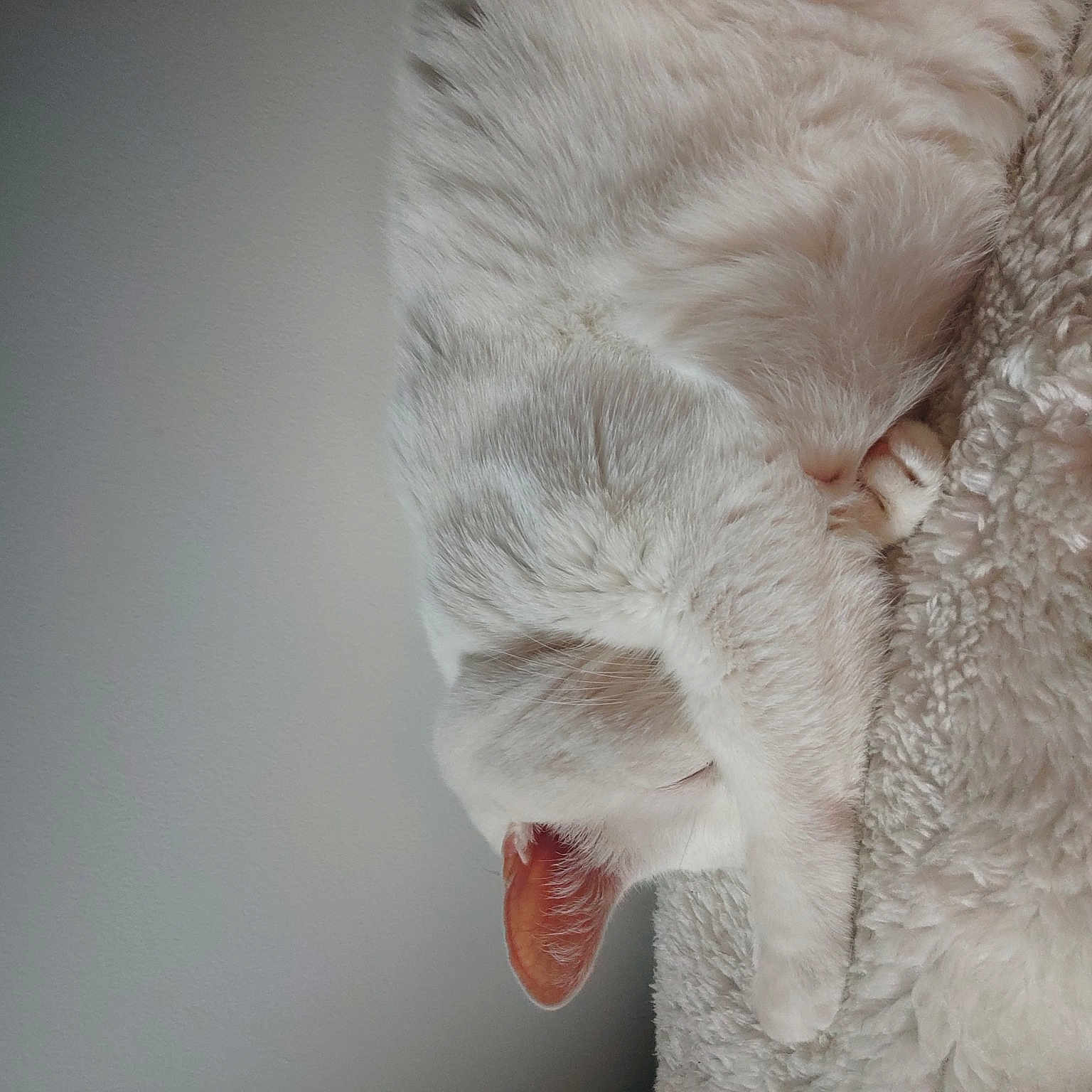 Blanchette