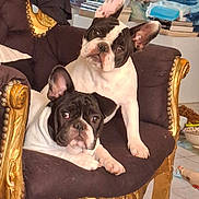 Shirel Romi participe au concours pour gagner de l'argent avec cette photo : animal, black_and_white, book, chair, cozy, cushion, cute, dog, ears, floor, french_bulldog, fur, golden, indoor, living_room, looking_up, ornate, pet, puppy, tiles